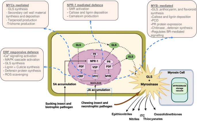 Exploring the functional roles of secondary metabolites in  defense networks