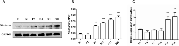 Expression of Nischarin increases with postnatal hippocampal maturation and regulates cofilin phosphorylation