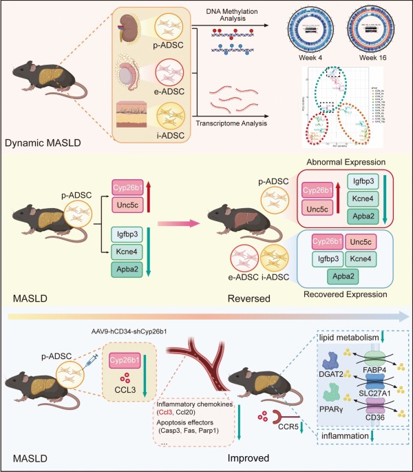 Pathological transcriptional retention of  in perirenal adipose-derived stem cells contributes to MASLD progression