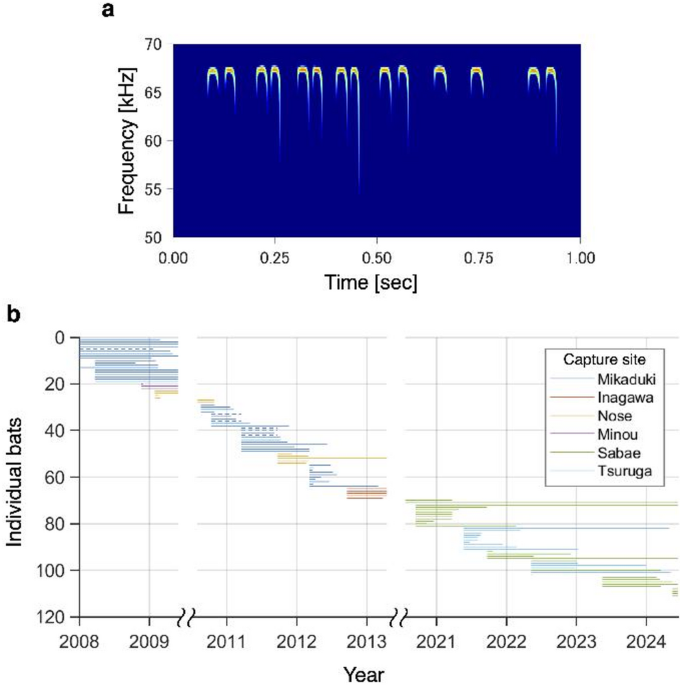 Greater Japanese horseshoe bats () gradually converge their echolocation call frequency to colony members