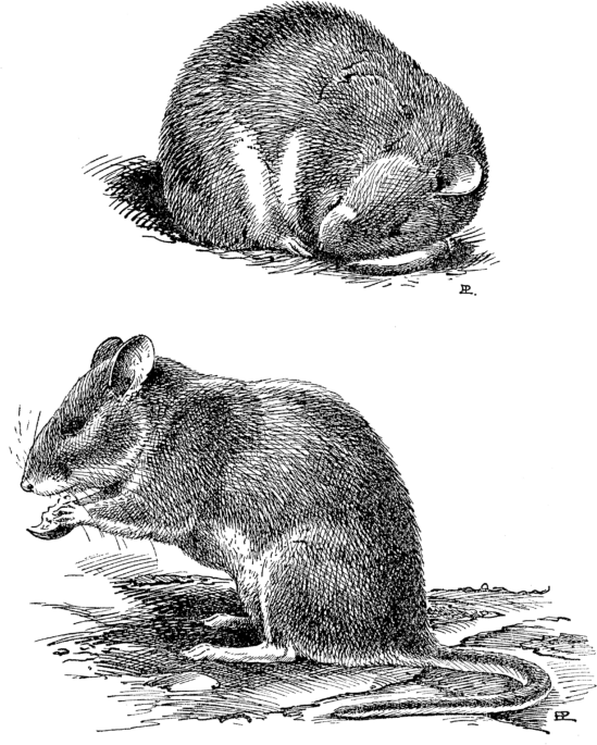 Tail-rattling in rodents: more than a threat display