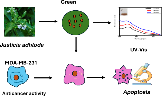 First report on  mediated green synthesis and characterization of copper nanoparticles with potent anticancer activity against MDA-MB-231 cells