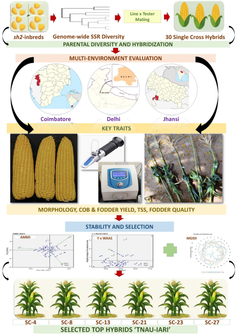 Development and evaluation of sub-tropically adapted sweet corn hybrids for dual-purpose utilization with emphasis on yield and fodder quality traits