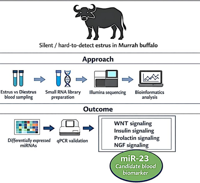 miR-23 has been identified as a blood biomarker useful for estrus identification in Indian river buffaloes ()