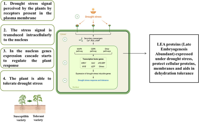 Late embryogenesis protein (LEA): not so late for plants under stress