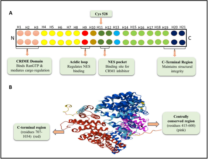 CRM1 as a potential biomarker and therapeutic target in cancer: a comprehensive review