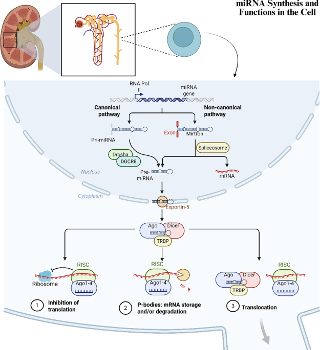 The interplay between autophagy and microRNAs in kidney diseases: possible therapeutic crosstalk for targeted therapy