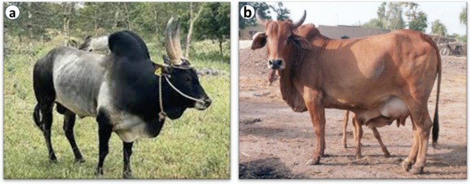 Contrasting genomic architectures and linkage disequilibrium landscapes with insights into adaptive potential of Sahiwal and Kangayam cattle from whole-genome resequencing