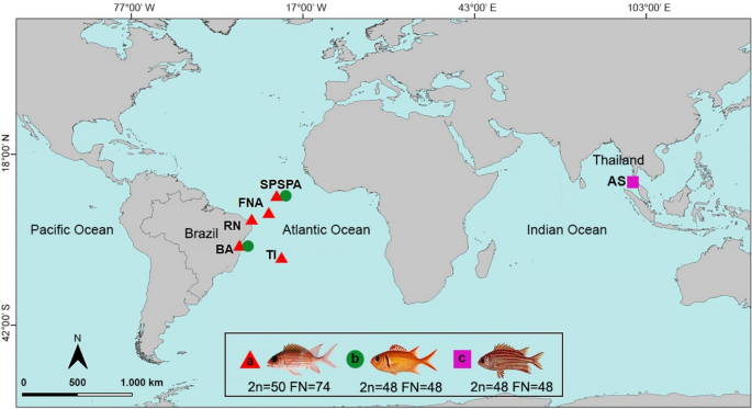 The karyotypic landscape of Holocentridae: unveiling patterns of chromosomal evolution in a reef fish family