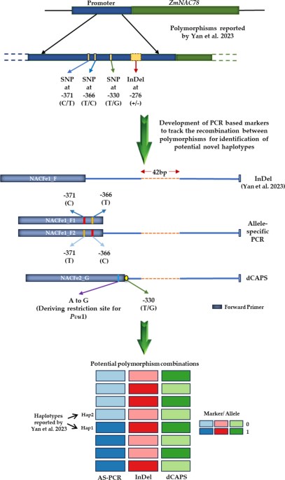 Polymorphism analysis and development of PCR-based haplotype-linked markers for the  gene associated with enhanced kernel iron content in subtropical maize