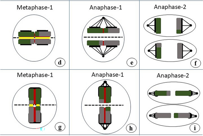 Inverted meiosis and holocentric chromosome behaviour in  (Convolvulaceae), an endemic dodder species of the Western Ghats, India