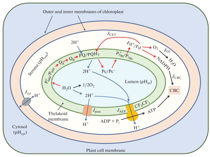 Transmembrane Proton Transfer in Chloroplasts : pH Homeostasis of Lumen, Stroma, and Cytosol