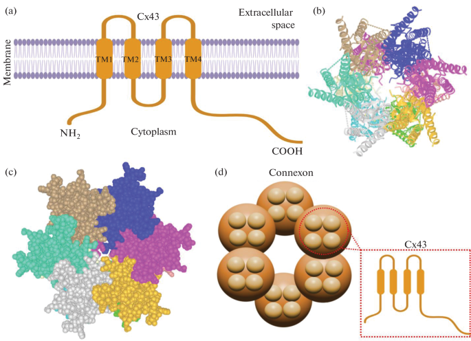 The Role of Cx43 in the Survival and Death of Neurons and Glial Cells in Traumatic Injuries of the Central and Peripheral Nervous System
