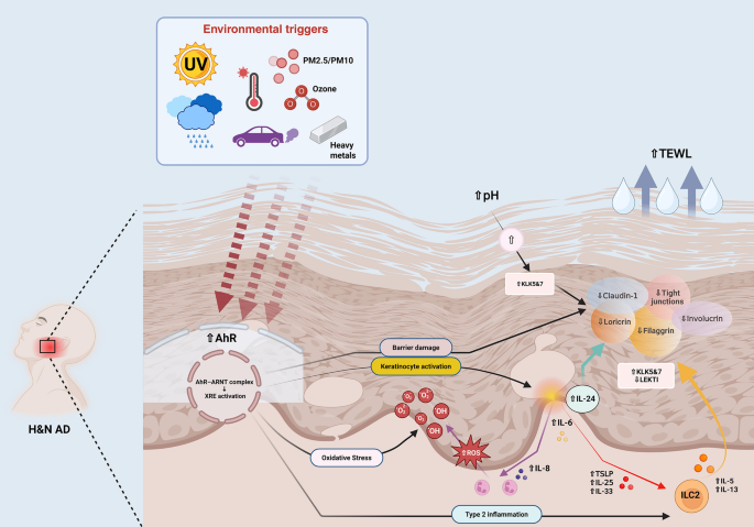 Rethinking Head and Neck Atopic Dermatitis: Pathogenic Axes and Emerging Therapeutic Directions