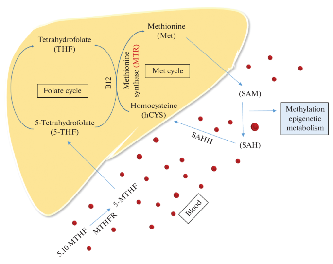 Molecular Triad of MTR, Homocysteine, and 5-MTHF in HCC: Towards Novel Diagnostic Markers