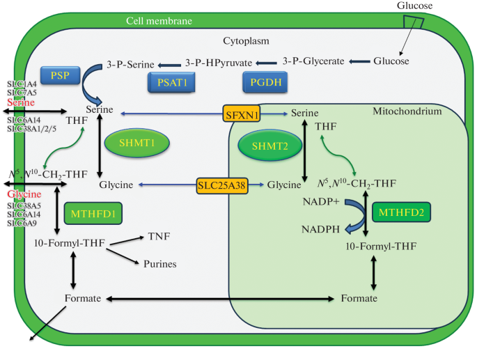 Serine Hydroxymethyltransferase in Cancer Cells