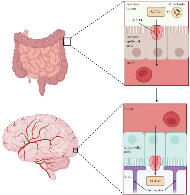 Substance Addiction Development: