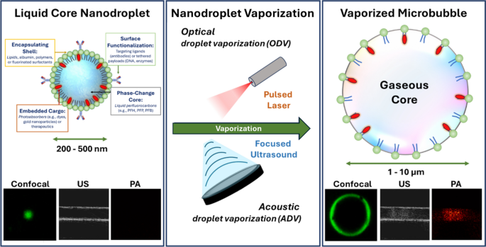 Phase-change perfluorocarbon nanodroplets enable spatiotemporal control of ultrasound and photoacoustic imaging and therapy