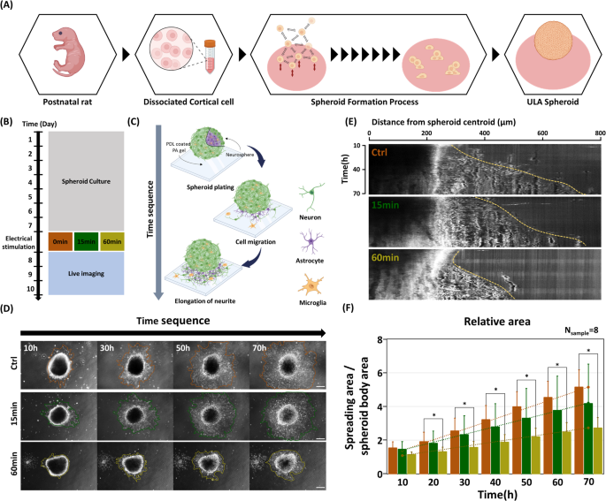 Electrical stimulation promotes structural plasticity in cortical spheroids by modulating N-cadherin-dependent collective migration and mechanotransduction