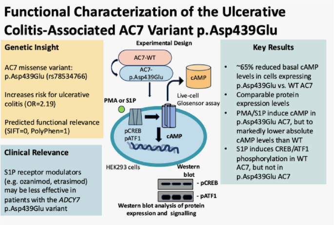 A genetic variant of adenylate cyclase 7 associated with ulcerative colitis shows impaired function and G-protein-coupled receptor signaling