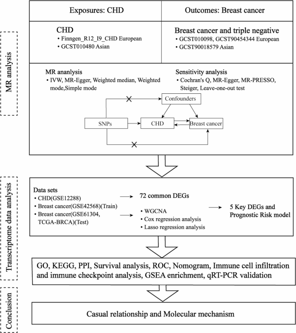 Causal relationship and pathogenic mechanism analysis of breast cancer and coronary heart disease based on mendelian randomization and transcriptome data analysis