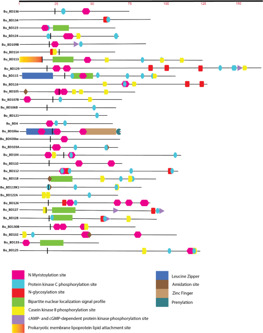 Unraveling the genomic structures, conserved functional domains and evolutionary dynamics of beta-defensins in  and