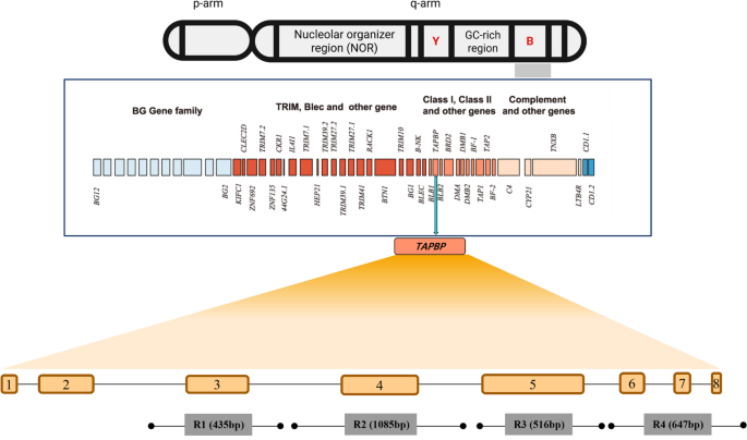 Genetic characterization of the  and its allelic association with  in the chicken major histocompatibility complex