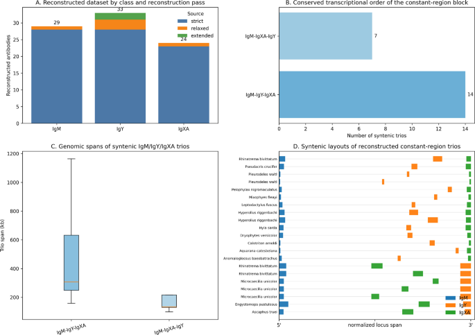 Reconstructed amphibian heavy-chain constant regions support a mosaic origin of IgXA with IgY-like CH1–CH2, an intermediate CH3, and an IgM-like CH4