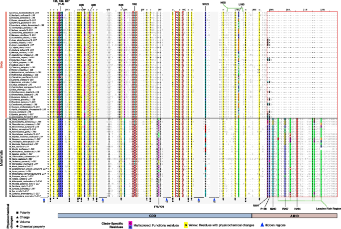 Deciphering  in Avians: unravelling loss events and functional insights