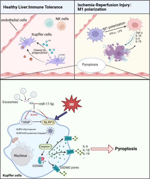 Immune cells in liver transplantation: Dual roles, mechanistic insights, and targeted therapeutic strategies