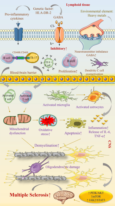 Decoding the PI3K/Akt/mTOR–JAK/STAT signaling axis in multiple sclerosis: mechanistic crosstalk and therapeutic opportunities