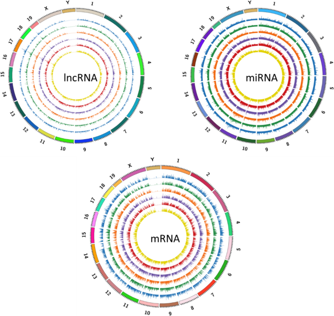 Transcriptomic analysis of lncRNA-miRNA-mRNA competing endogenous RNA regulatory networks in radiation-induced mouse thymic degeneration