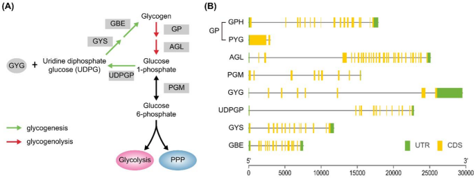 Identification and characterization of a testis-specific glycogen phosphorylase in Kumamoto oyster