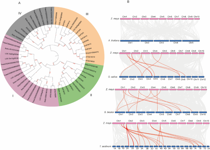 Identification and characterization of flavanone 3 hydroxylase genes reveal a central role for ZmF3H6 in flavonoid regulation and abiotic stress responses in maize