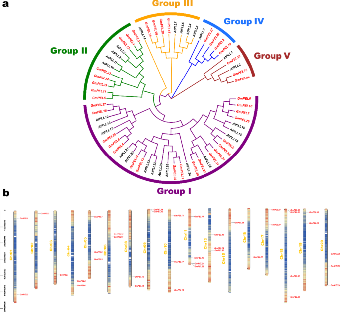 Genome-wide identification and expression analysis of the  () gene family in soybean ( (L.) Merr. )