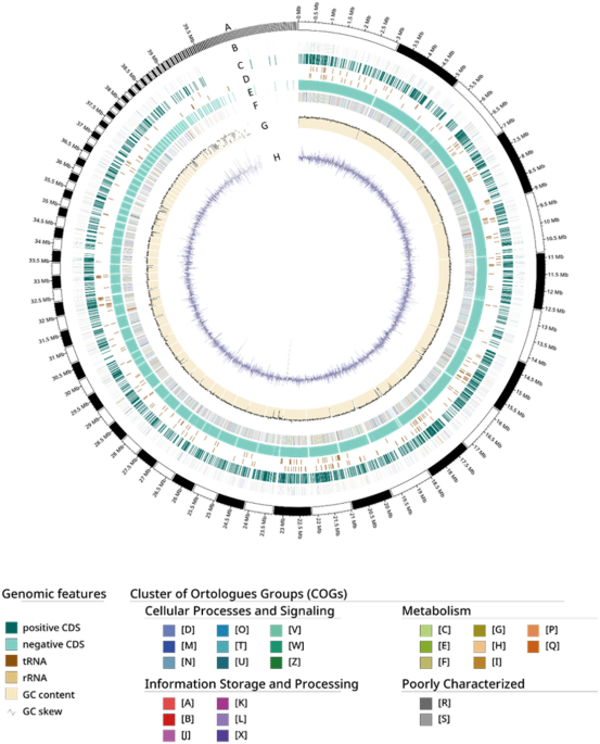 Whole genome sequencing and annotation of a non-pathogenic  TZ1MST22 strain isolated from  in Southern Tunisian oases