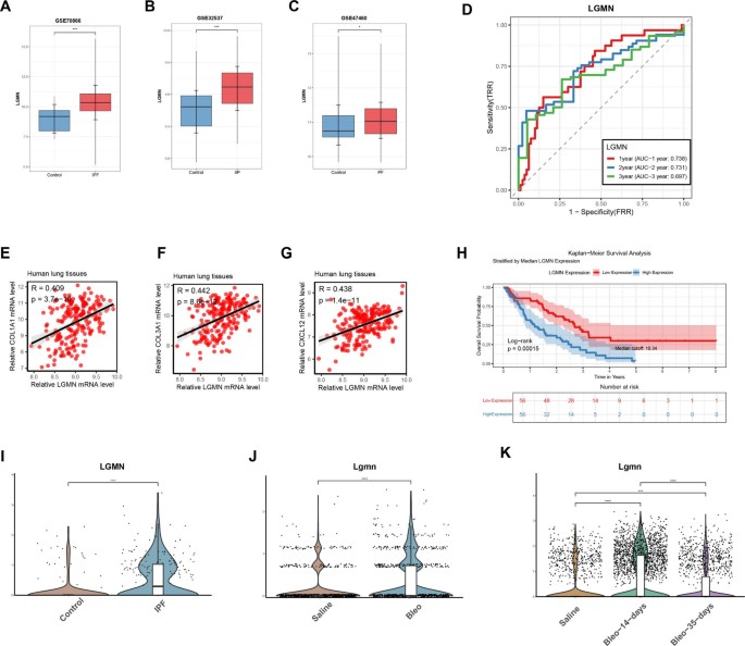 LGMN regulates endothelial-to-mesenchymal transition via the p38 MAPK pathway to promote pulmonary fibrosis