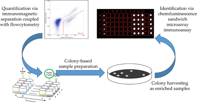 Combination of antibody-based screening methods for the identification and quantification of  in process water