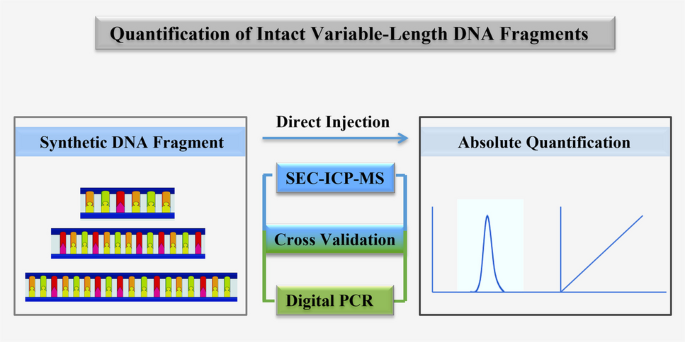 Absolute quantification of synthetic DNA fragments spanning hundreds to thousands of base pairs using SEC coupled with ICP-MS