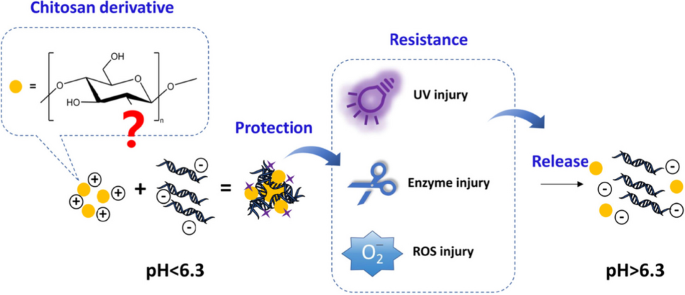 Chitosan oligosaccharide lactate (COL) chosen from different derivatives protects DNA against environmental stressors