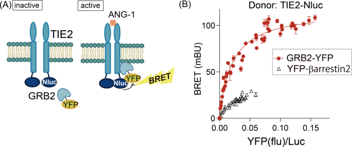 A high-sensitivity TIE2–GRB2 BRET platform for functional and pharmacologic profiling of pathogenic variants associated with venous malformations