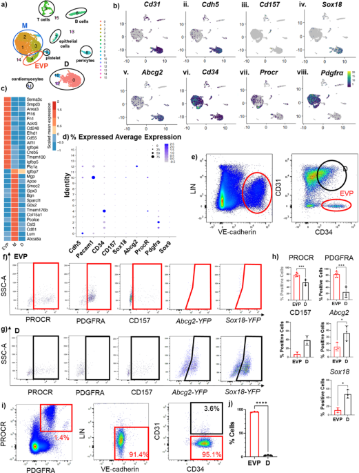Functional definition of endothelial progenitors by PROCR and PDGFRA co-expression