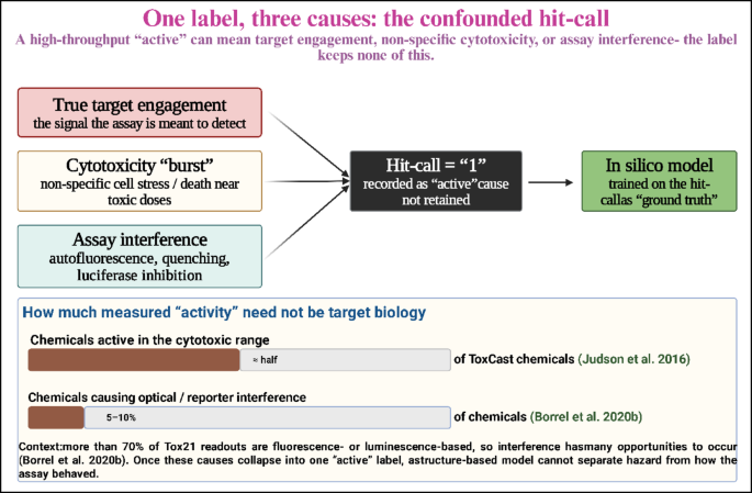 Learning the assay, not the hazard: how computational toxicity models inherit the artifacts of their high-throughput training data