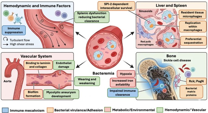 Beyond the Gut: A Review of Extraintestinal  Infections