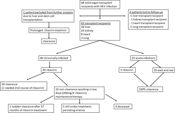 Lower hepatitis E clearance rates in thoracic organ recipients compared to visceral organ recipients: an effect of stronger immunosuppression?