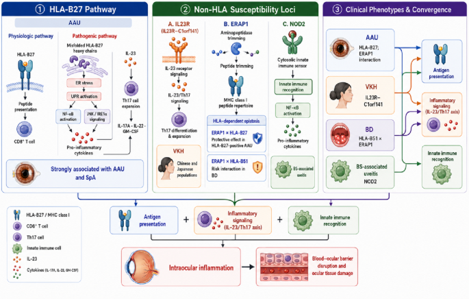 Immunometabolic regulation and tissue-resident immunity in autoimmune uveitis: from genetic susceptibility to the gut-spleen-eye axis
