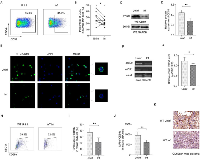 infection reduces CD59 expression through downregulation of JAK2/STAT3 signaling axis to enhance decidual NK cell cytotoxicity via the RAS/MAPK pathway