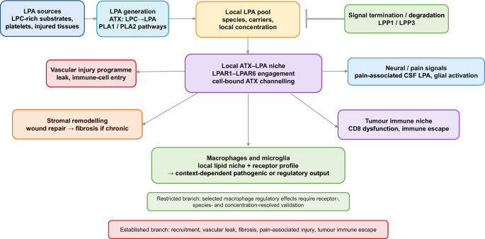 Context-dependent lysophosphatidic acid signalling in inflammation: evidence hierarchy, myeloid regulation and translational gaps