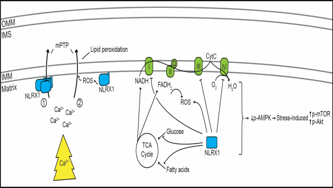 NLRX1 emerges as the only observed essential regulator of the mPTP, challenging mPTP inhibition as a valid target of cardioprotection