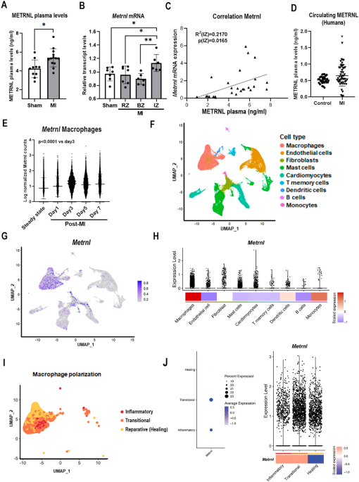 Meteorin-like regulates cardiac repair via macrophage modulation following myocardial infarction